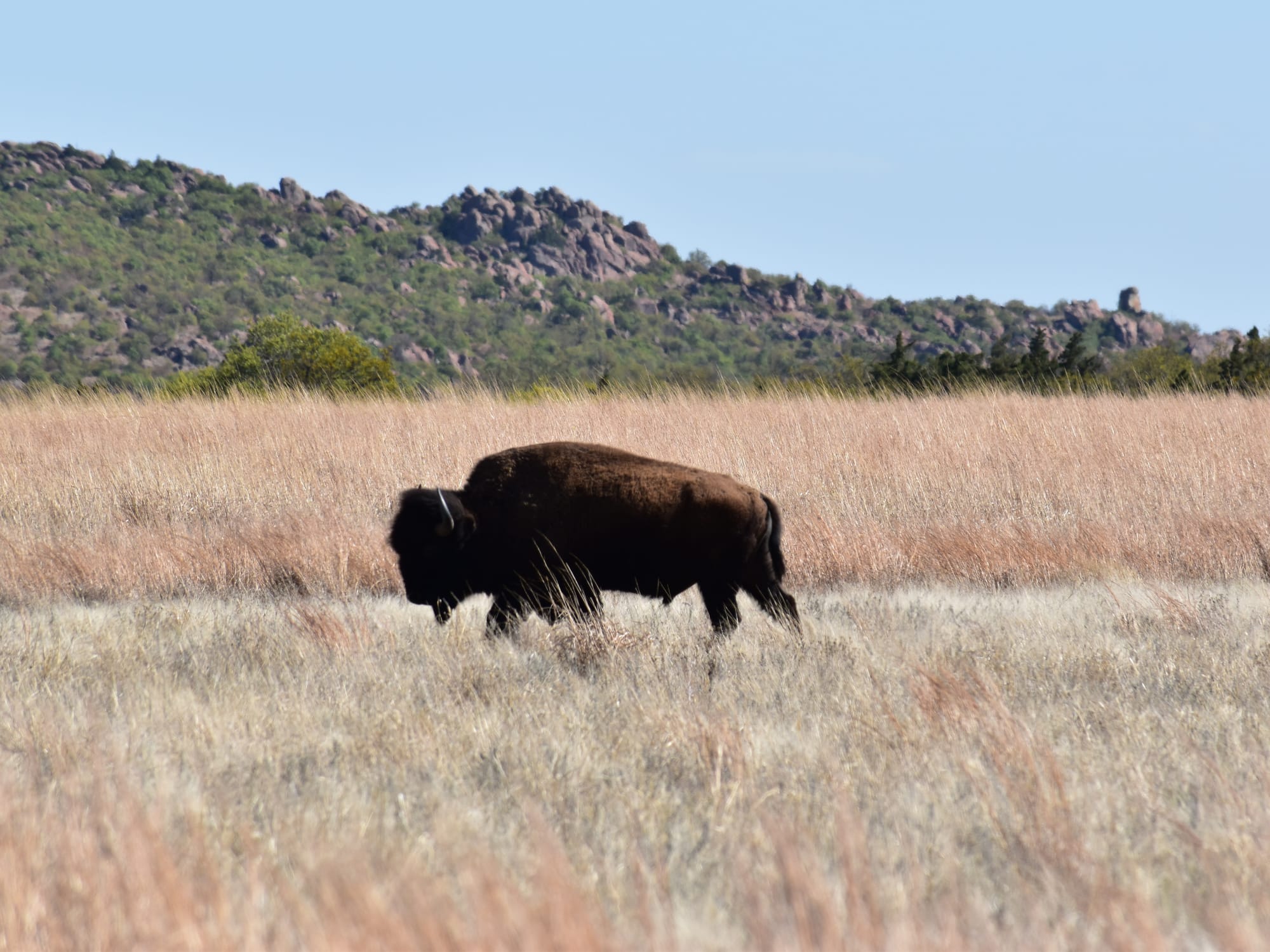 Bison on the open prairie